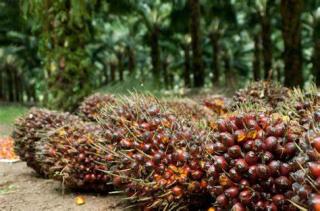 Terkuak! Ini Penyebab Perusahaan Global Hentikan Pembelian Minyak Sawit dari Astra Agro Lestari