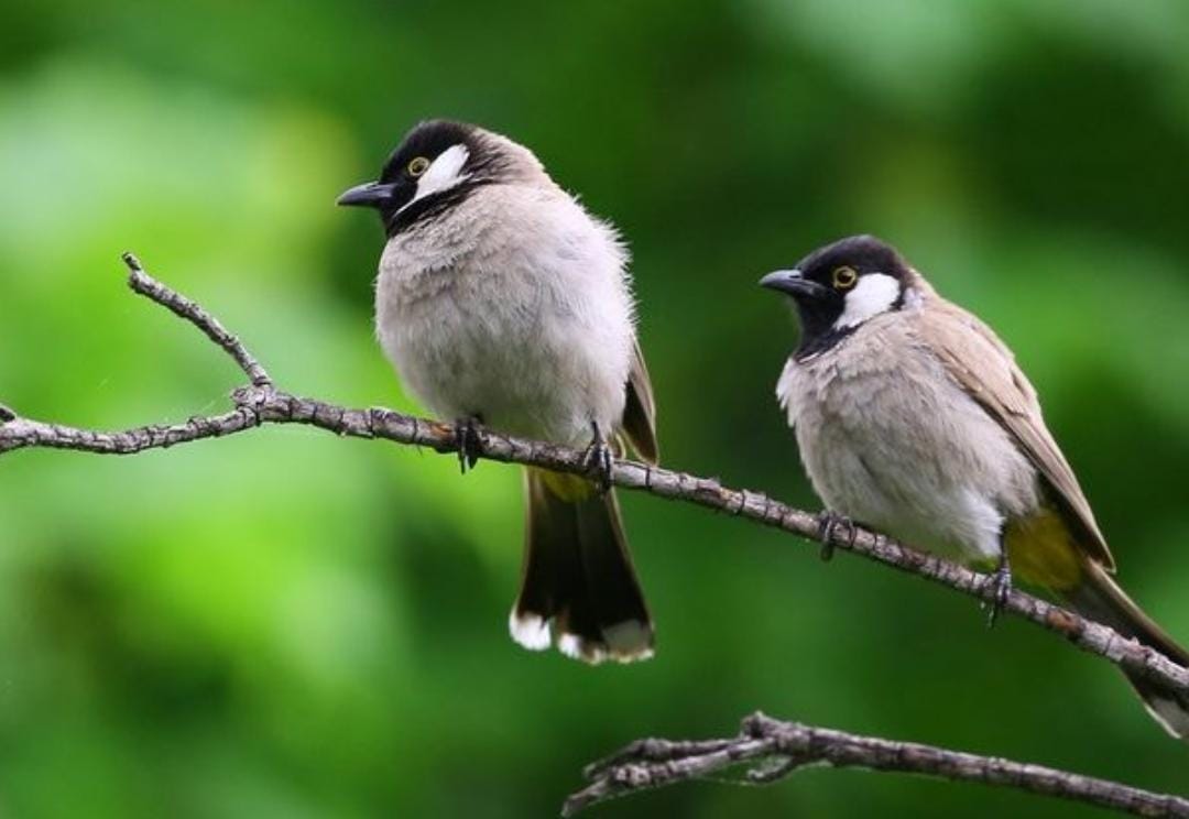 Ini Rahasia Burung Meski Tidur di Dahan Pohon Tapi Tak Jatuh, Berani Mencoba?