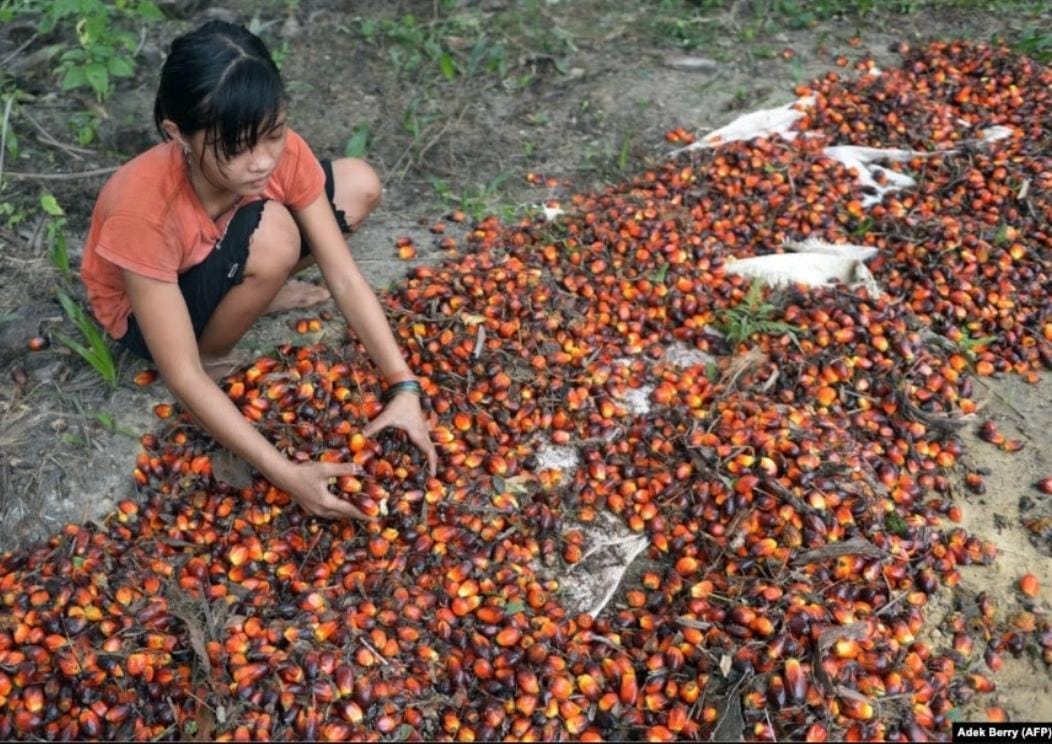 Peneliti Ungkap Mitos Kelapa Sawit Bukan Ciptakan Kesejahteraan, Tapi Justru Kemiskinan