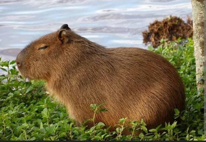 Inilah Capybara, Hewan Paling Ramah di Dunia Pemakan Kotorannya Sendiri