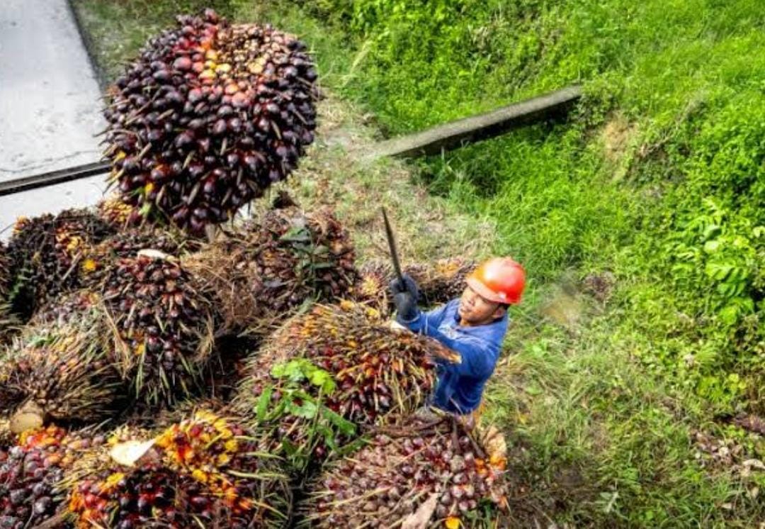 Cuan DBH Kelapa Sawit Segera Mengalir ke Riau, Ini Besaran Pembagiannya 