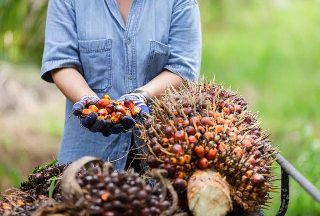 Gawat! Kelapa Sawit Indonesia Terancam Diblokir, Uni Eropa Sahkan Undang-undang Anti Produk Penggundulan Hutan