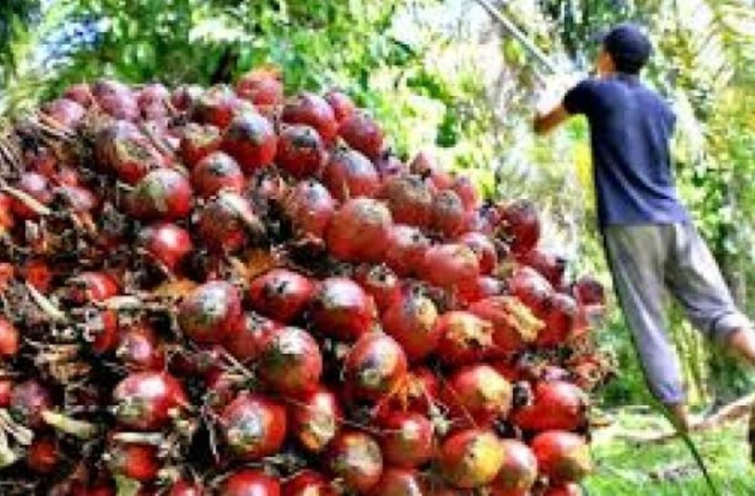 Petani Sawit Riau Murung Lagi, Harga Turun Rp 115 Per Kilogram