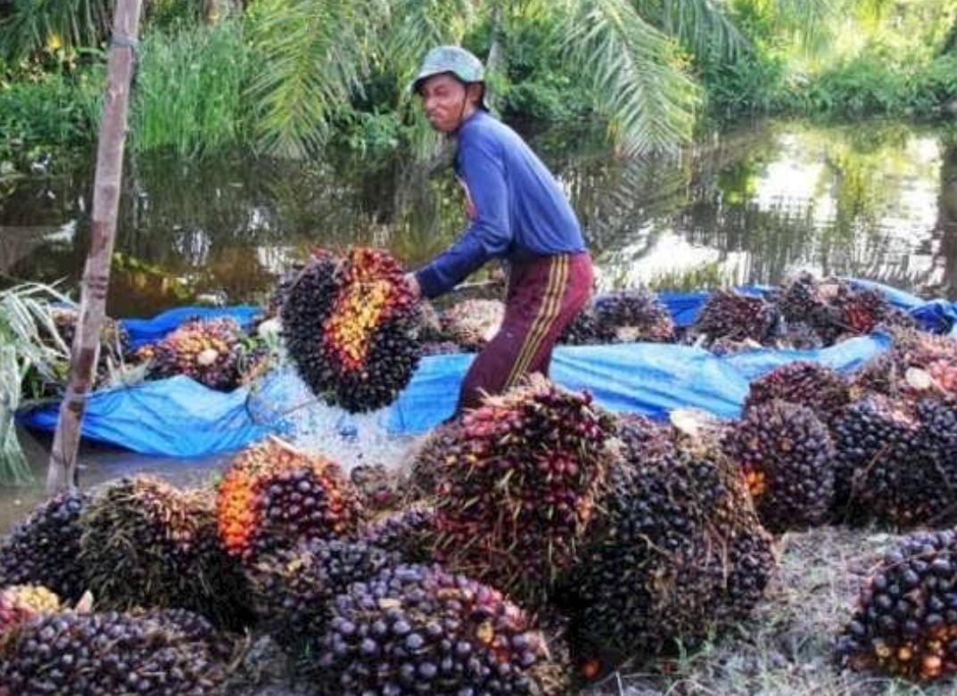 Petani Sawit Riau Bergembira, Harga Naik Rp 471 Per Kilogram