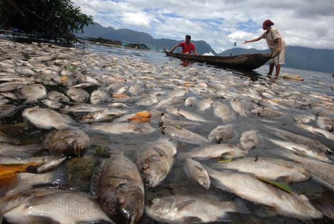 15 Ton Ikan Mati di Danau Maninjau Sumbar, Ini Penyebabnya