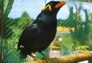 Burung Beo Ini Bongkar Selingkuh Majikan dengan Pembantunya, Kerap Ngoceh Kalimat Mesum