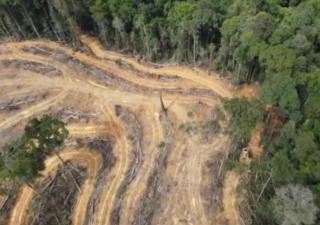 Uni Eropa Resmi Tolak Produk Kelapa Sawit Penghancur Hutan, Ada Banyak di Indonesia Khususnya Riau