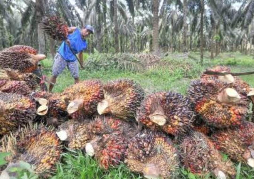 Harga Kelapa Sawit di Riau Sepekan ke Depan Naik Tipis, Ini Daftarnya