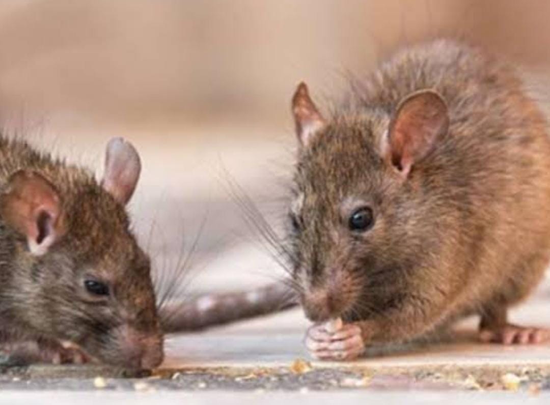6 Juta Ekor Tikus Serang Kota Termaju di Dunia Ini, Wali Kota Minta Warganya Hidup Berdampingan