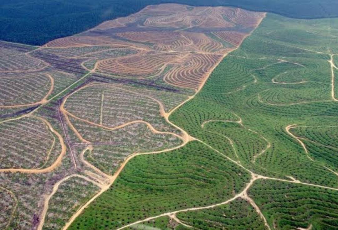 476 Perusahaan di Riau Kuasai 221 Ribu Hektare Hutan Secara Ilegal, Ini Daftar Rinciannya