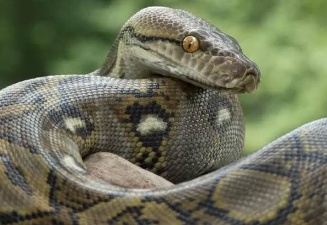 Astaga! Ular Piton Ini Telan Bulat-bulat Anak Umur 10 Tahun