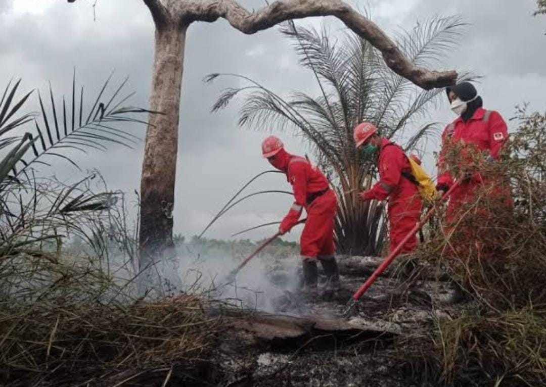 830 Hektare Lahan di Riau Terbakar, Polisi Tetapkan 15 Orang Tersangka