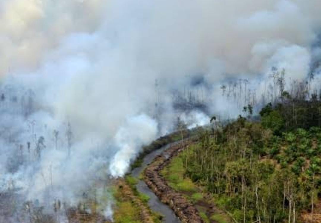 Cagar Biosfer Giam Siak Kecil di Riau Terbakar 10 Hektar untuk Bangun Kebun Sawit