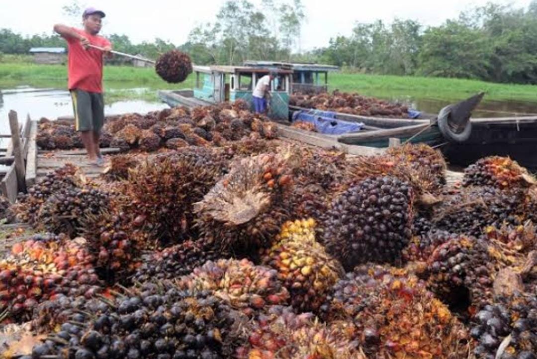 Harga Kelapa Sawit Riau Naik Tipis Sepekan ke Depan, Ini Daftarnya