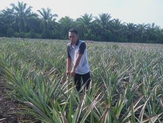 Petani Nenas Nasabah MKM BRK Syariah di Sungai Apit Sukses Kembangkan Usaha, Kini Miliki Rumah Besar dan Mobil Keluarga