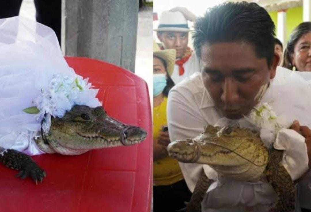 Wali Kota Ini Menikah dengan Seekor Buaya Didandani Layaknya Pengantin: Saya Bersumpah Setia!