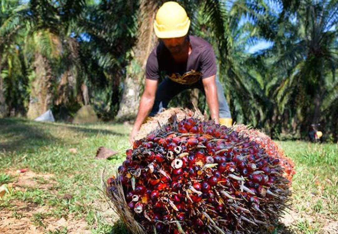 Harga Kelapa Sawit di Riau Naik Tipis Sepekan ke Depan, Ini Daftarnya