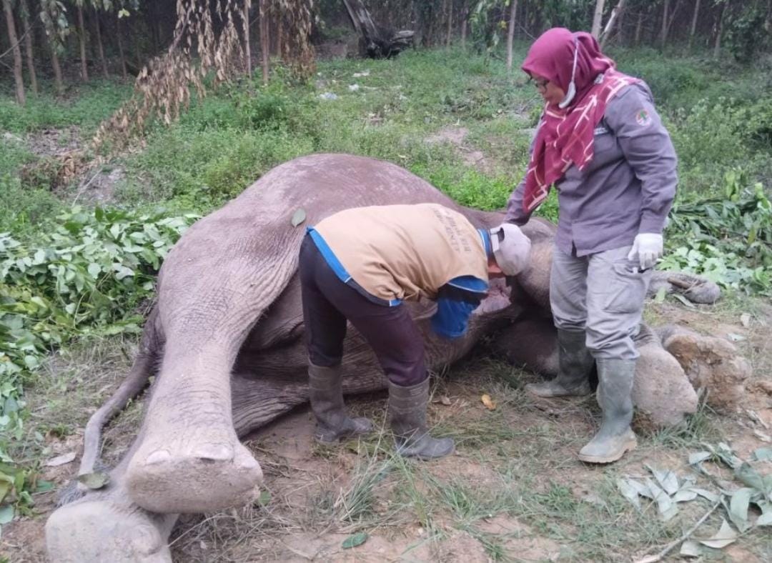 Gajah Tewas Diracun di Konsesi HTI Distrik Nilo Pelalawan, Ditemukan Umpan Gula Merah