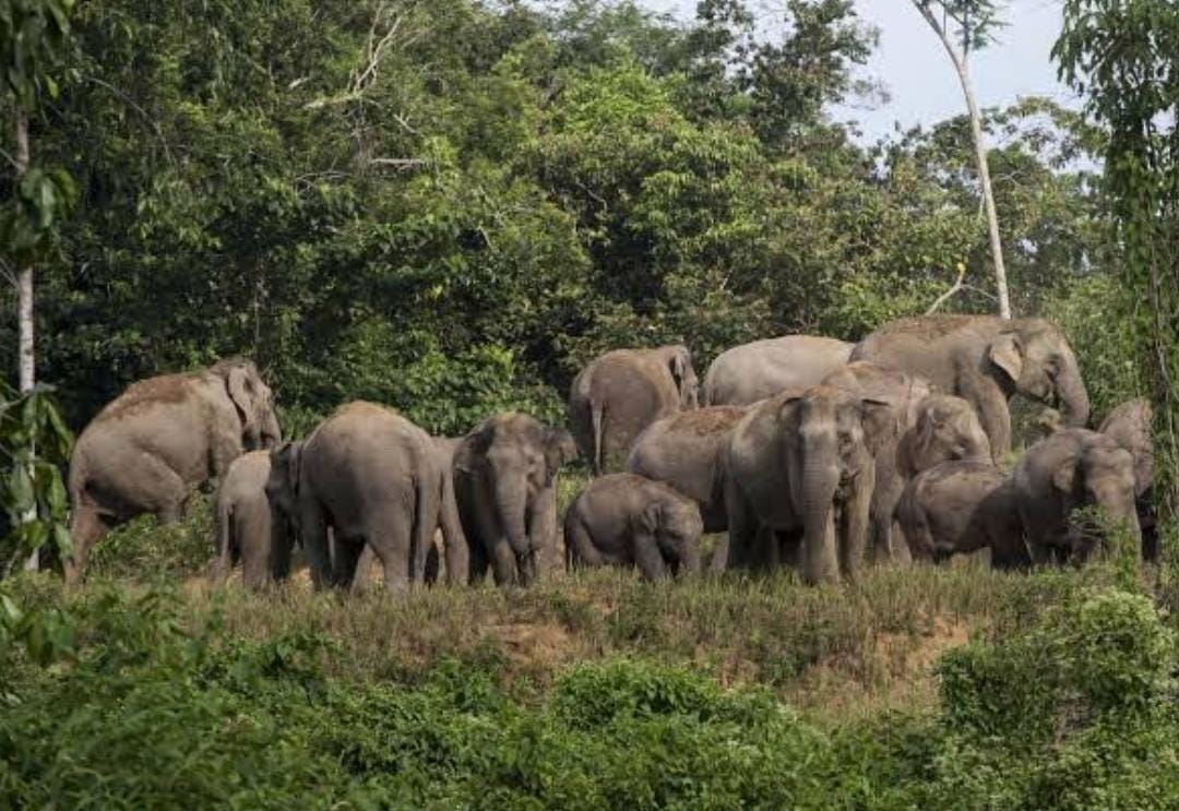 Gerombolan Gajah Liar Masuk Wilayah Pemukiman Kota Pekanbaru, Tanaman dan Rumah Warga Dirusak