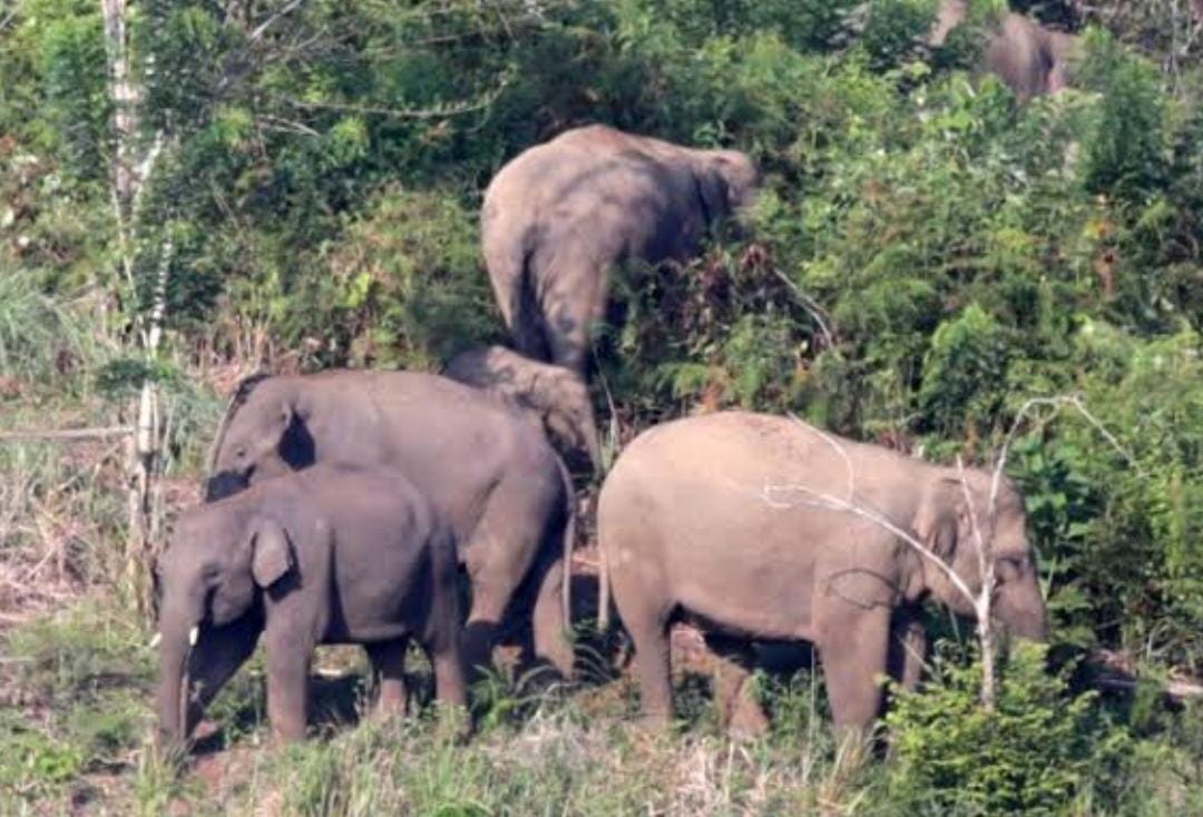 Rusak Rumah dan Tanaman Warga di Rumbai Pekanbaru, Kawanan Gajah Liar Dihalau ke Tahura Minas