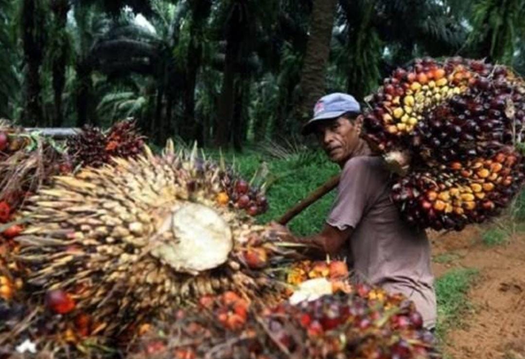 Naik Tipis, Ini Daftar Harga Kelapa Sawit Mitra Swadaya di Riau Sepekan ke Depan