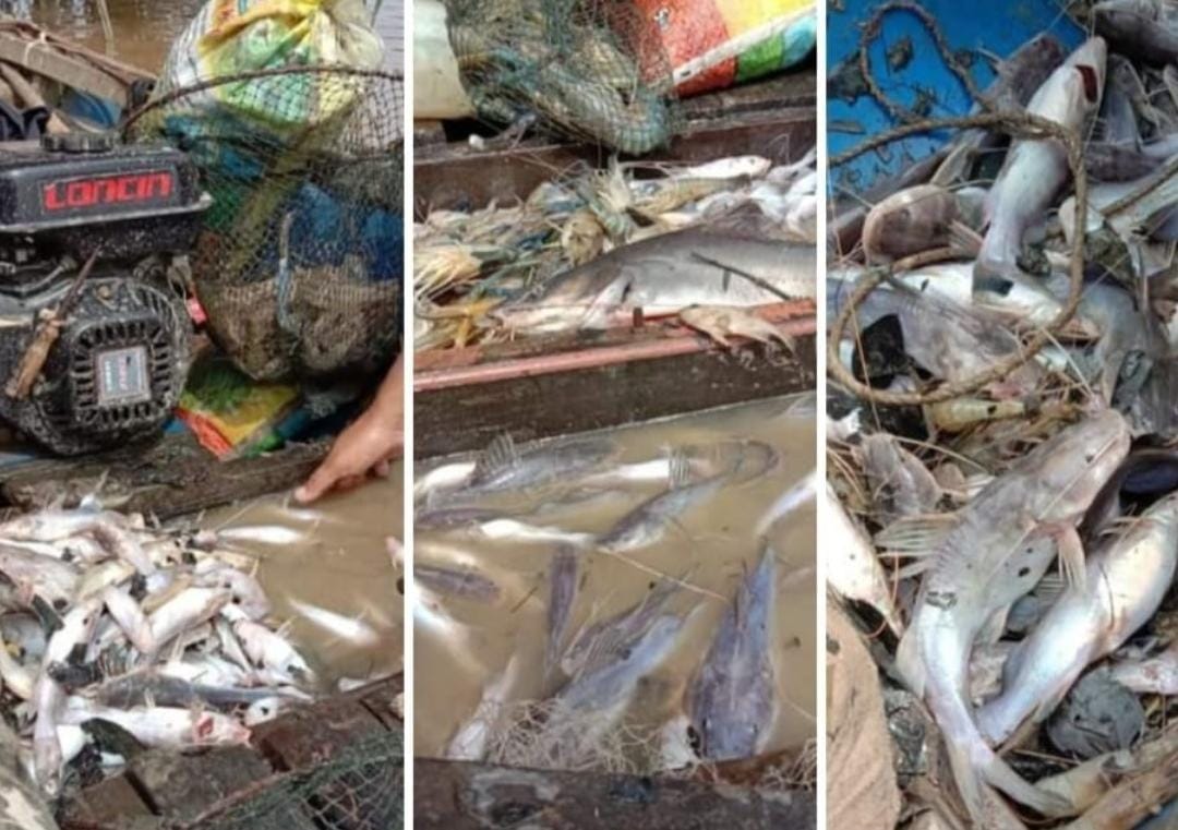 Banyak Ikan Mati Mendadak di Sungai Siak Tualang, DLH Identifikasi Dugaan Pencemaran