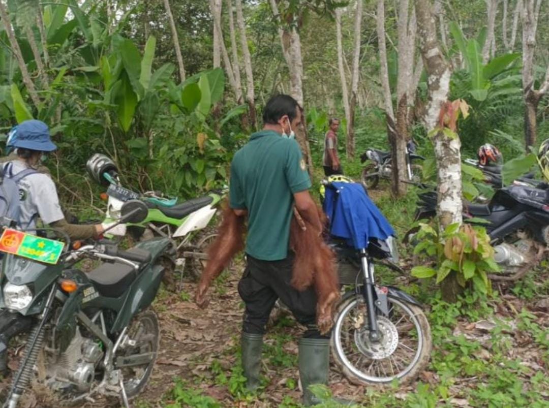 Kasihan! Anak Orang Utan Ditinggal Induknya, Ditemukan di Dekat TN Bukit Tigapuluh Indragiri Hilir