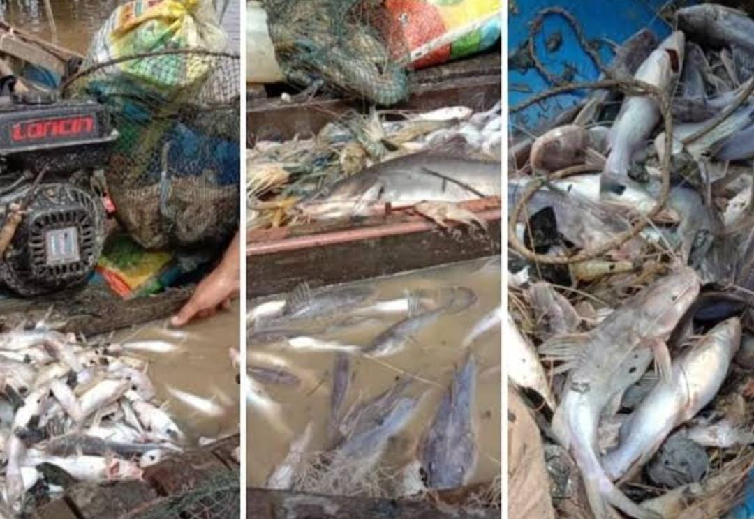 Ribuan Ikan Mati Mendadak di Sungai Siak, DLHK Riau Koordinasi Lacak Sumber Dugaan Pencemaran