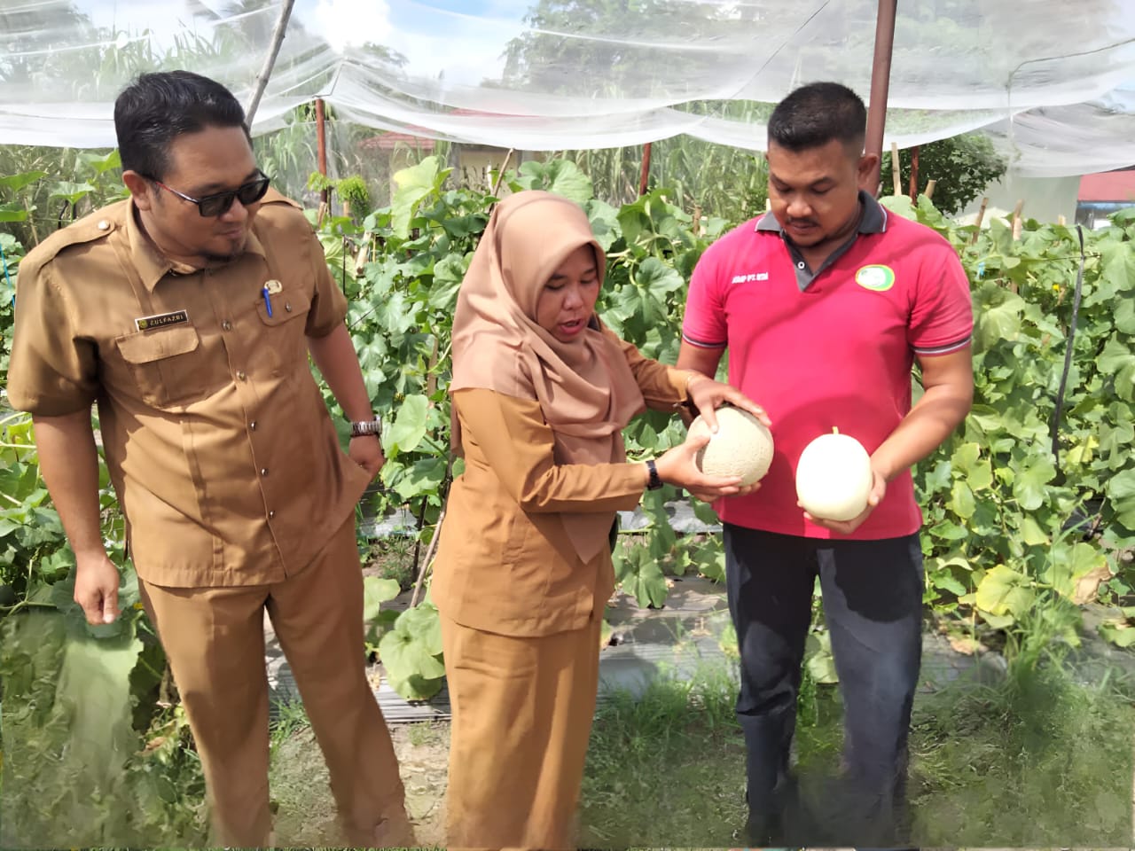 Meski Tidak Dapat Bantuan, Petani Melon di Kepulauan Meranti Ini Sukses Dapatkan Sertifikat Prima 3 Hingga Targetkan Ekspor