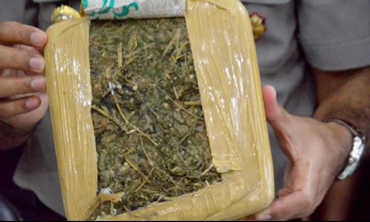 Penyelundupan 1,7 Kilogram Ganja Lewat Bandara SKK II Pekanbaru Digagalkan, Pengirimnya Warga Rokan Hulu