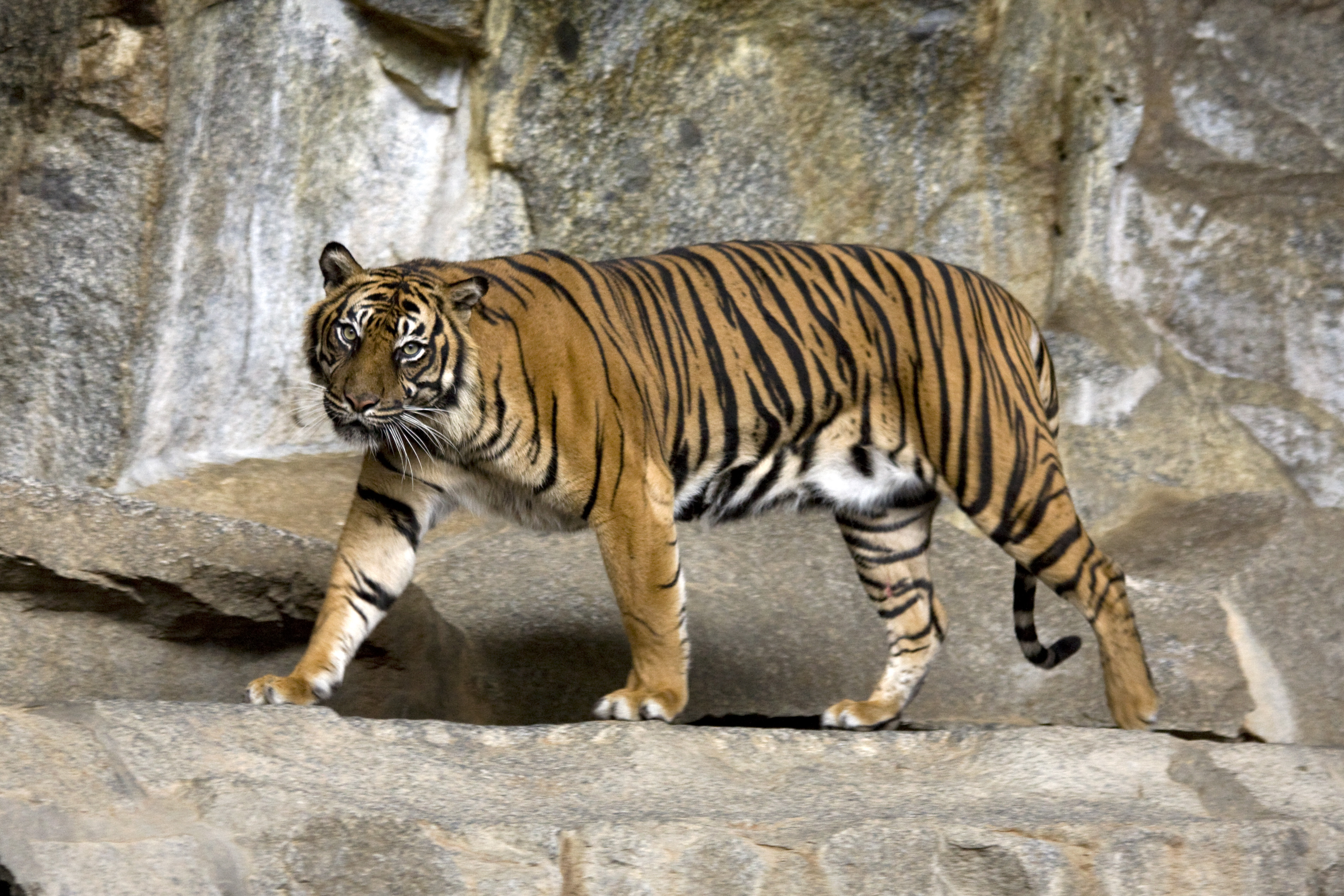 Nasib Harimau Sumatera Bakal Susul Saudaranya Harimau Jawa, Populasi Tinggal 7 Persen Terancam Punah