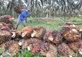 Wow! Baru 6 Bulan, Sawit Riau Sudah Sumbang Pajak Tembus Rp 4 Triliun ke Pusat