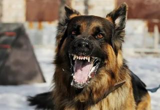 1 Warga Indragiri Hilir Tewas Digigit Anjing Rabies, Ini Penyebabnya