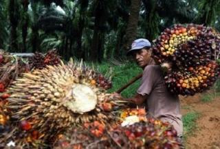 Harga Sawit Mitra Swadaya Riau Naik Tipis Sepekan ke Depan, Ini Daftarnya