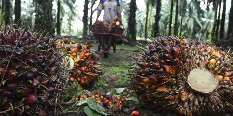 Harga Sawit Mitra Swadaya Tertinggi di Riau Sepekan ke Depan Rp 2.469 per Kilogram, Berikut Rinciannya