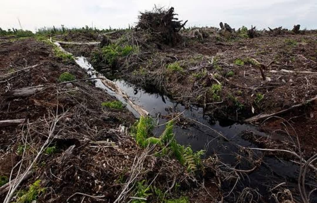 DLHK Provinsi Riau Gaungkan Perbaikan Lingkungan Hidup Mengembalikan Fungsi Ekosistem Gambut