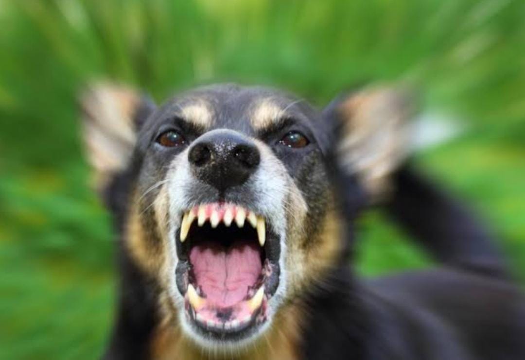 Stok Vaksin Rabies Aman, Riau Terima Tambahan 29 Ribu Dosis