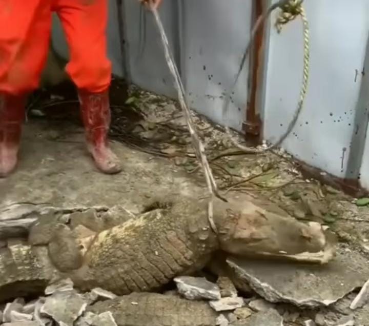 Viral Buaya Muncul dari Dalam Tanah Bikin Geger Warga