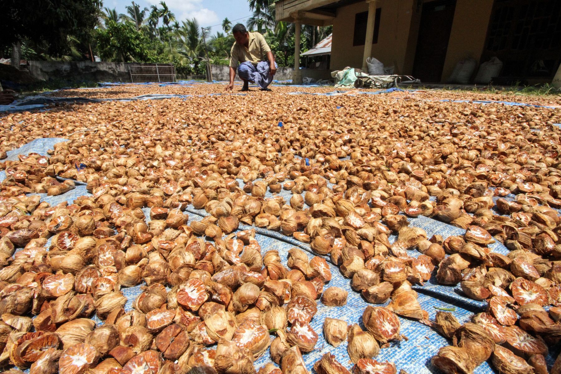 Harga Pinang Kering di Riau Turun Dalam Sepekan