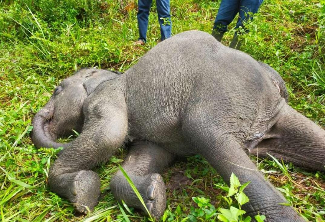 Gajah Rizki Mati di Pusat Latihan Gajah Minas, BBKSDA Riau Sebut Kena Virus