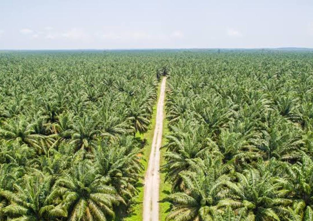 PalmCo Bakal Jadi Raksasa Sawit BUMN Dunia, Miliki Lahan Capai 700 Ribu Hektare