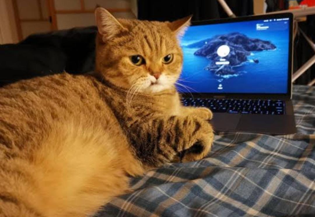 Terkuak! Ternyata Ini Penyebab Kucing Suka Duduk di Depan Laptop