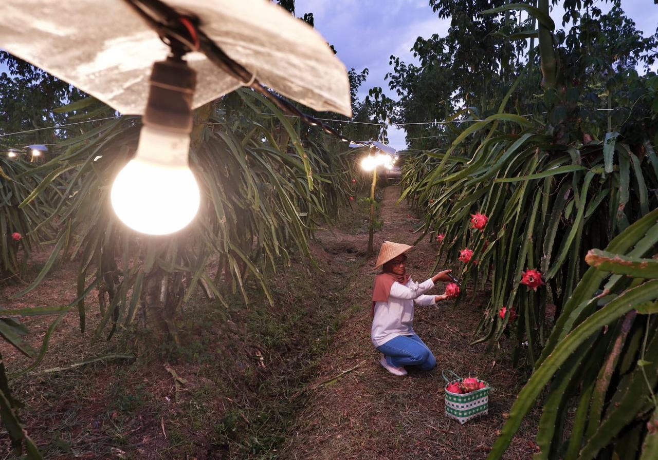 Program Electrifying Agriculture PLN Sukses Dongkrak Produktivitas 6.167 Petani di Indonesia