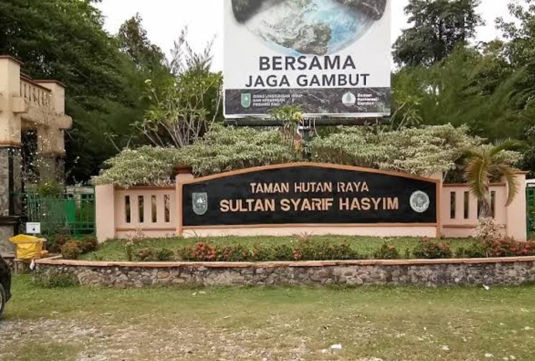 Hancur Lebur Tahura Sultan Syarif Hasyim Riau Disulap Jadi Kebun Sawit, 71 Persen Areal Telah Dirambah