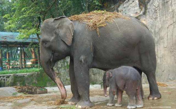 Gajah Lisa Berusia 41 Tahun di TNTN Melahirkan Anak Keempat