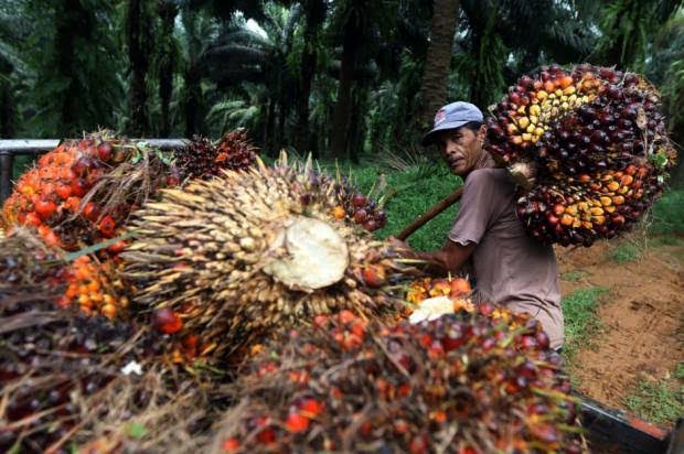 Naik Tipis Sepekan ke Depan, Ini Daftar Harga Kelapa Sawit Mitra di Riau