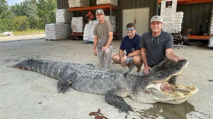 Penampakan Aligator Terpanjang yang Pecahkan Rekor Sejarah Penangkapan
