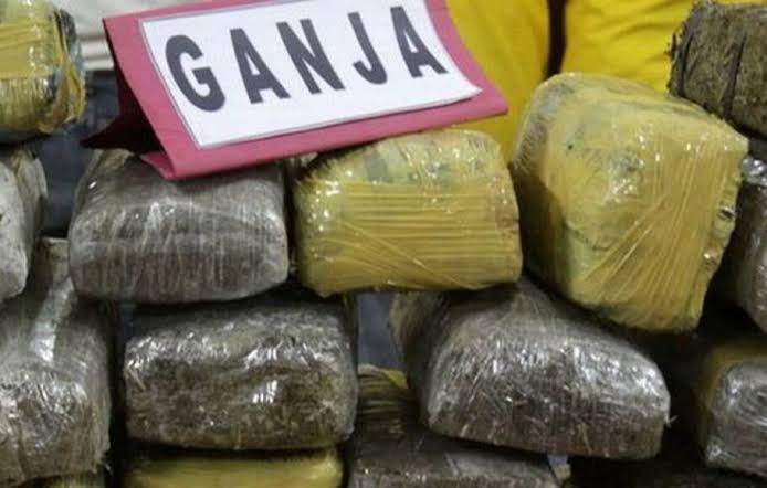 12,6 Kilogram Ganja Tujuan Dumai Diamankan Polisi, Pelaku Gunakan Bus Penumpang