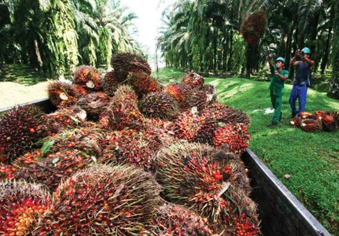 Daftar Lengkap Cipratan Uang DBH Kelapa Sawit Diterima 30 Provinsi di Indonesia, Maluku Utara Paling Kecil