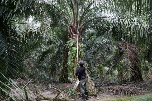 Sawit Riau Banyak Berumur Tua, Replanting Ditargetkan Sasar 10 Ribu Hektare